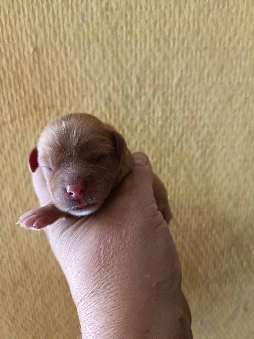CHIOT 2: Lien Bleu Ciel
