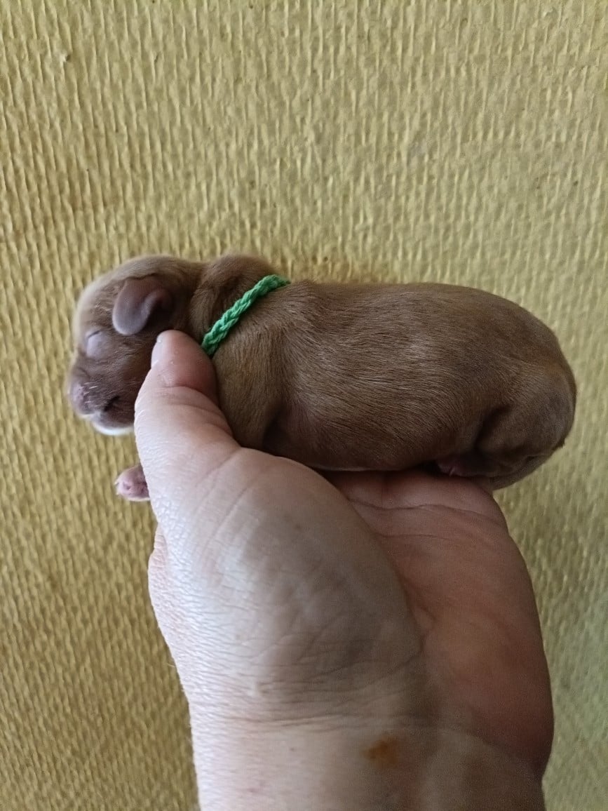 CHIOT 2: Lien Bleu Ciel