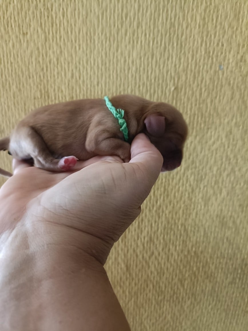 CHIOT 2: Lien Bleu Ciel