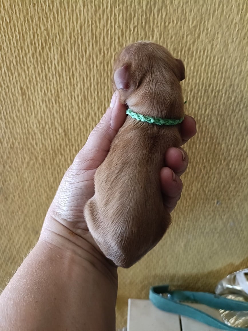CHIOT 2: Lien Bleu Ciel