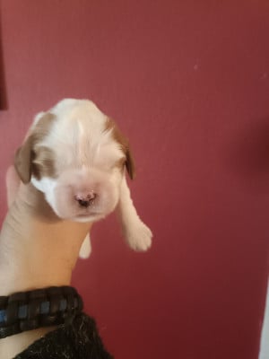 Les chiots de Cavalier King Charles Spaniel