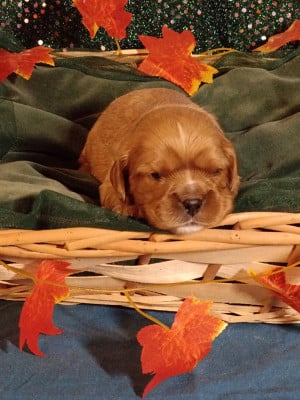 Les chiots de Cavalier King Charles Spaniel