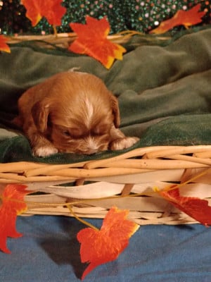 Les chiots de Cavalier King Charles Spaniel