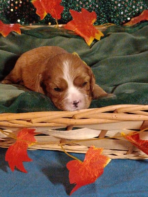 Les chiots de Cavalier King Charles Spaniel