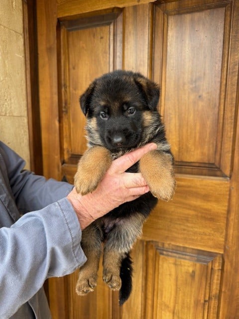 Chiot N°1 - Berger Allemand