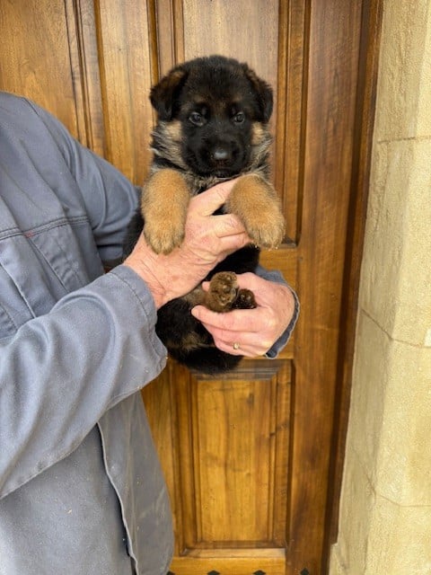 Chiot N°3 - Berger Allemand