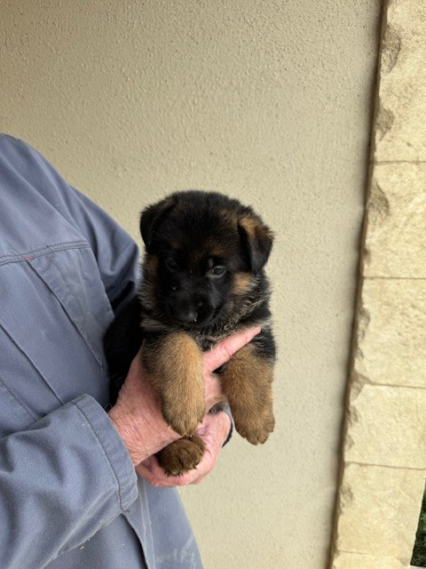 Chiot N°9 - Berger Allemand