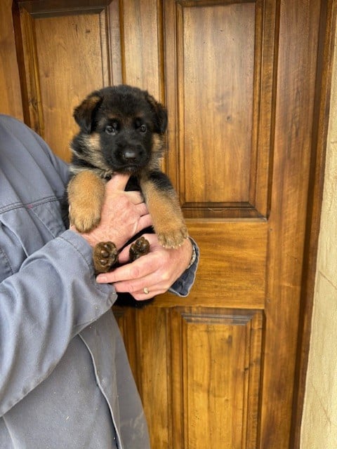 Chiot N°6 - Berger Allemand