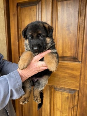Les chiots de Berger Allemand