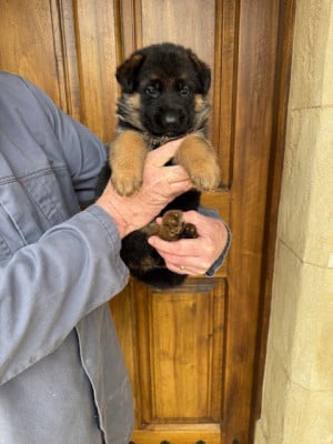 Les chiots de Berger Allemand
