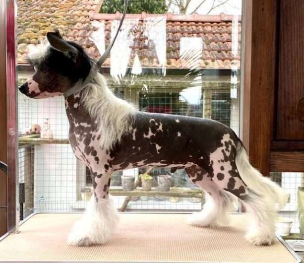 Publication : Little Champs Auteur : Little Champs