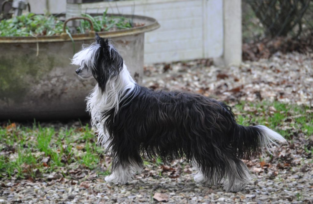 CH. Venise Little Champs