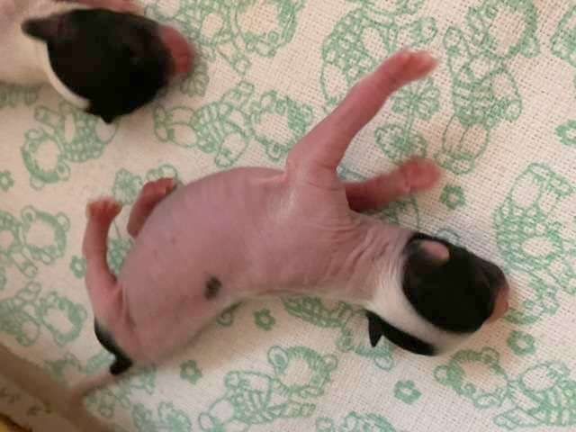 Publication : Little Champs Auteur : Little Champs