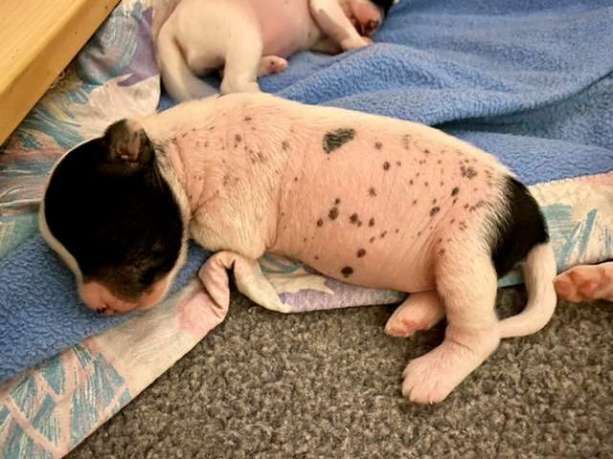 Publication : Little Champs Auteur : Little Champs