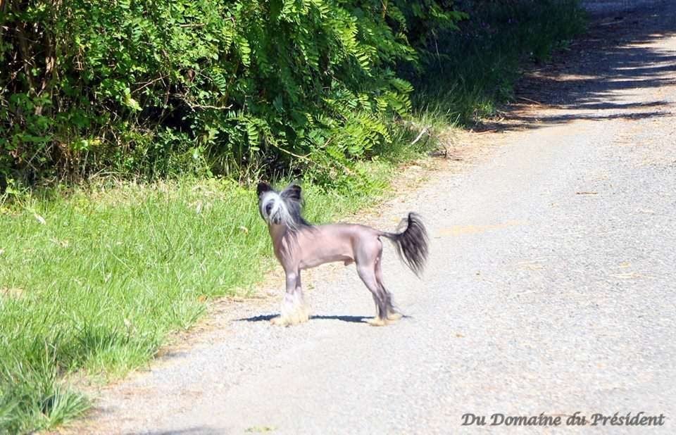 Publication : Little Champs Auteur : Jacqueline Williams