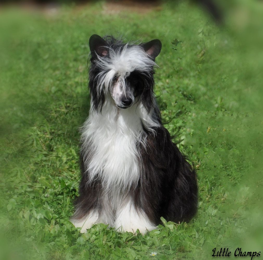 CH. Venise Little Champs