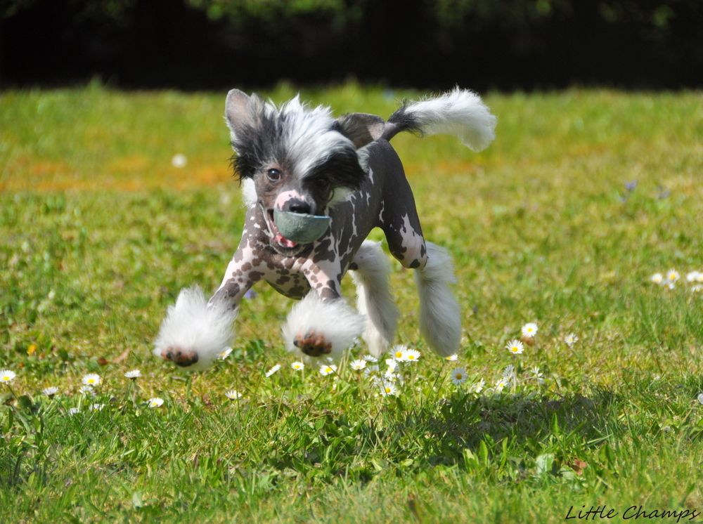 Publication : Little Champs Auteur : Little Champs