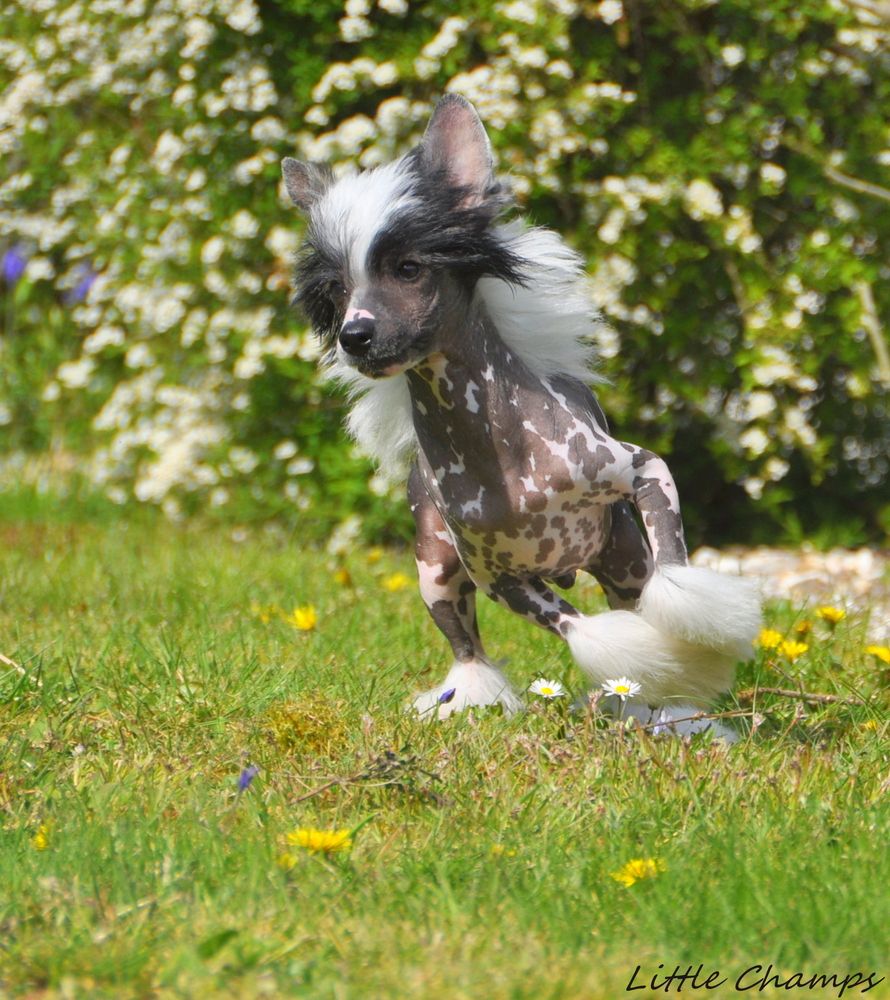 Publication : Little Champs Auteur : Little Champs