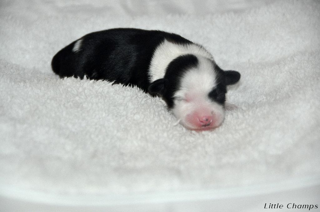 CH. Venise Little Champs