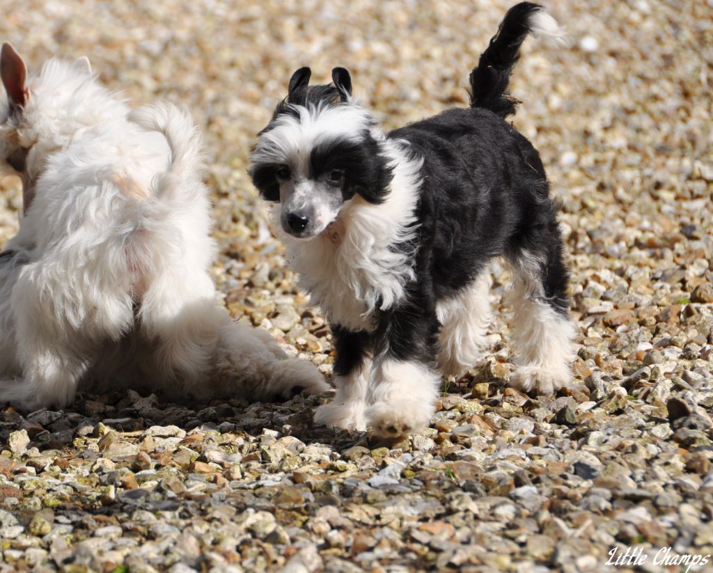 CH. Venise Little Champs