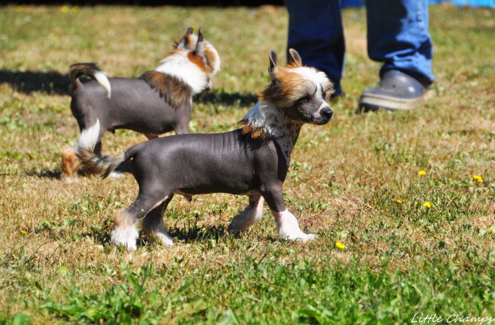 Révillon Little Champs
