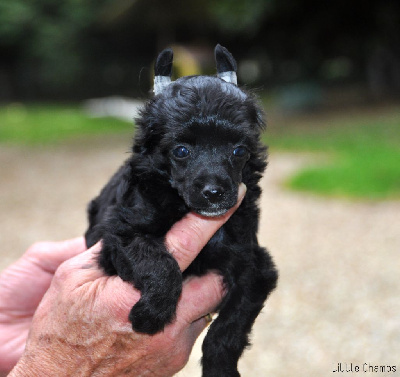 Les chiots de Chien chinois à crête