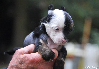 Les chiots de Chien chinois à crête