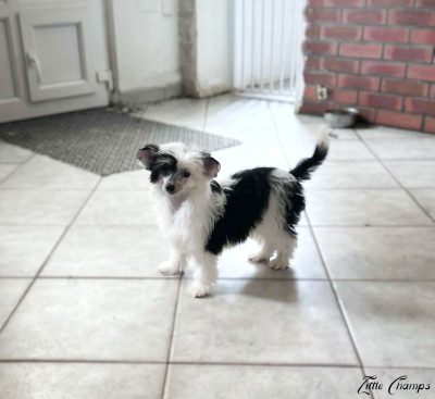 Les chiots de Chien chinois à crête