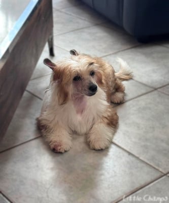 Les chiots de Chien chinois à crête