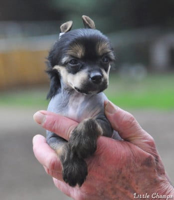 Les chiots de Chien chinois à crête
