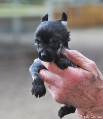 Les chiots de Chien chinois à crête