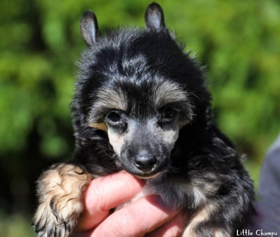 Les chiots de Chien chinois à crête