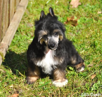 Les chiots de Chien chinois à crête