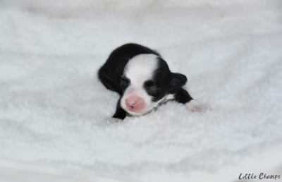 Les chiots de Chien chinois à crête