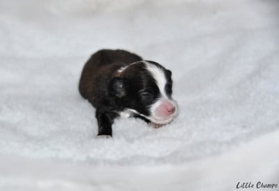Les chiots de Chien chinois à crête