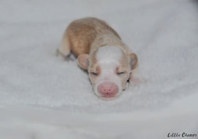 Les chiots de Chien chinois à crête