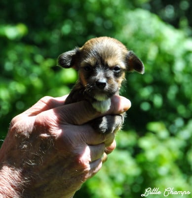 Les chiots de Chien chinois à crête