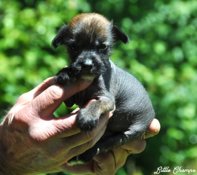 Les chiots de Chien chinois à crête