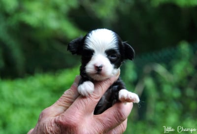 Les chiots de Chien chinois à crête