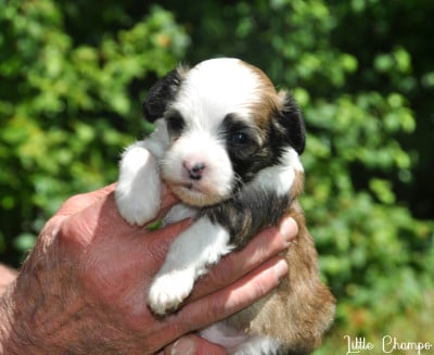 Les chiots de Chien chinois à crête
