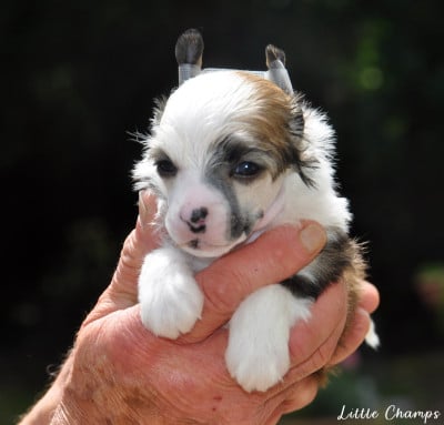 Les chiots de Chien chinois à crête