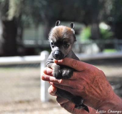 Les chiots de Chien chinois à crête