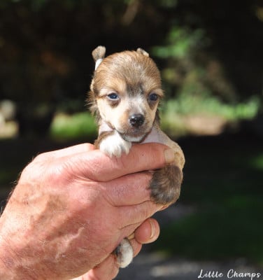 Les chiots de Chien chinois à crête