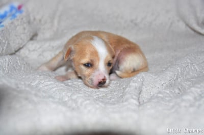 Les chiots de Chien chinois à crête