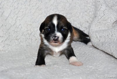 Les chiots de Chien chinois à crête