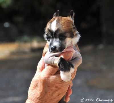 Les chiots de Chien chinois à crête