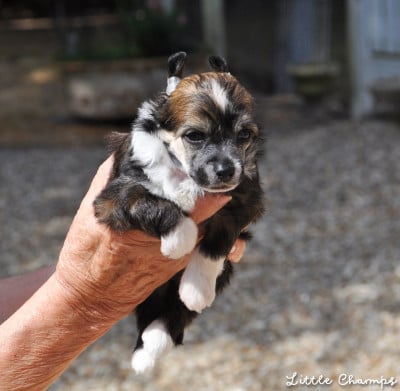 Les chiots de Chien chinois à crête