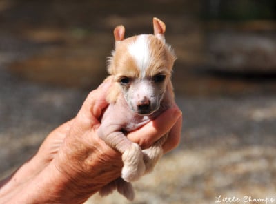 Les chiots de Chien chinois à crête