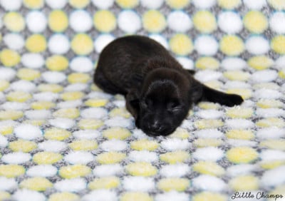 Chien chinois à crête