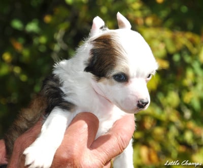 Les chiots de Chien chinois à crête